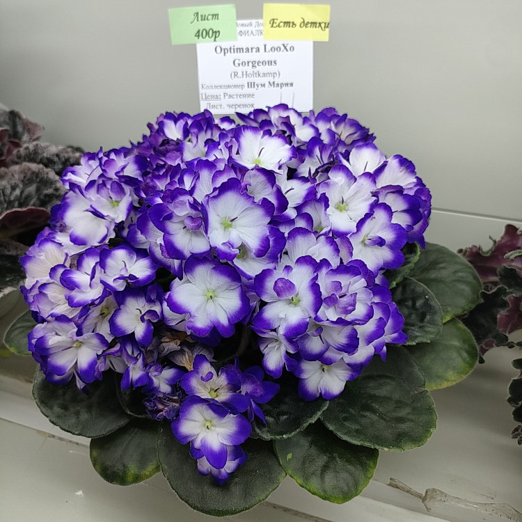 Optimara LooXo Gorgeous (R.Holtkamp)