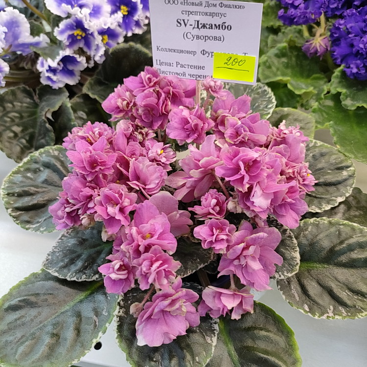 SV-Джамбо (Суворова)
