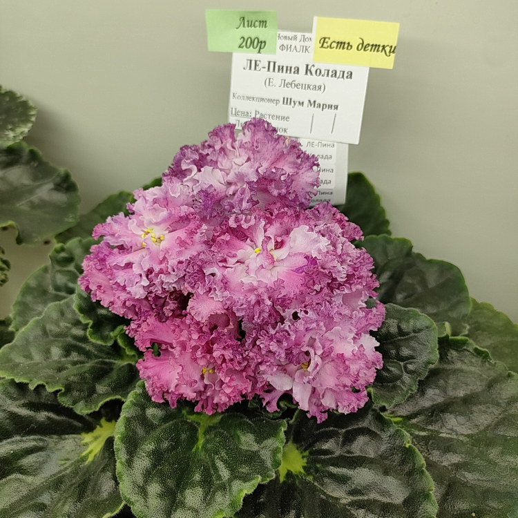 ЛЕ-Пина Колада (Е.Лебецкая)