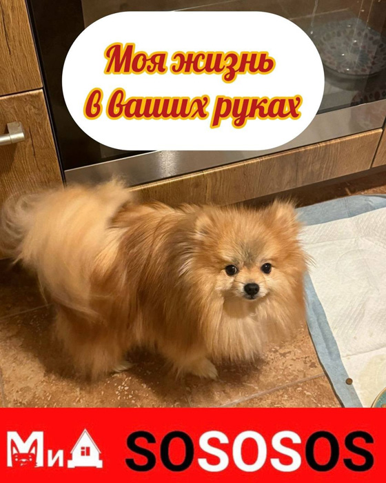 Лисёнок март2025.jpg