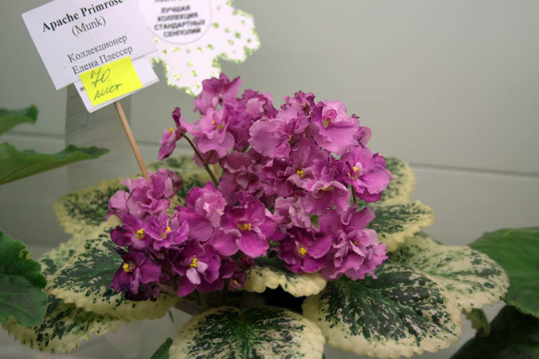 APACHE PRIMROSE