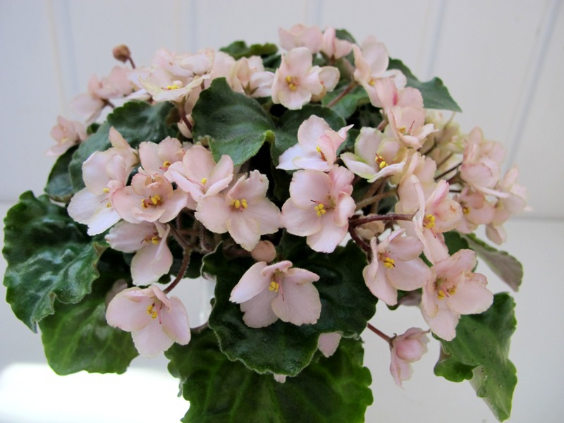 Emerald Pink.JPG