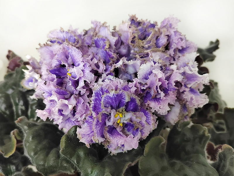 БР-Омега.jpg