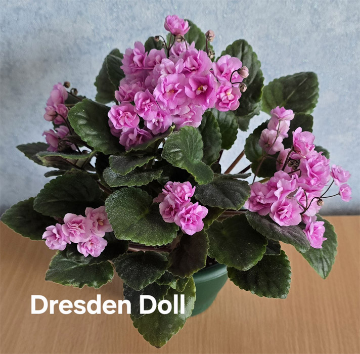 dresden-doll.jpg
