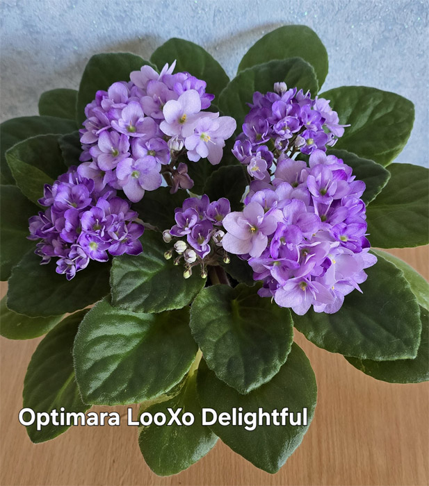 opt_looxo-delightful.jpg