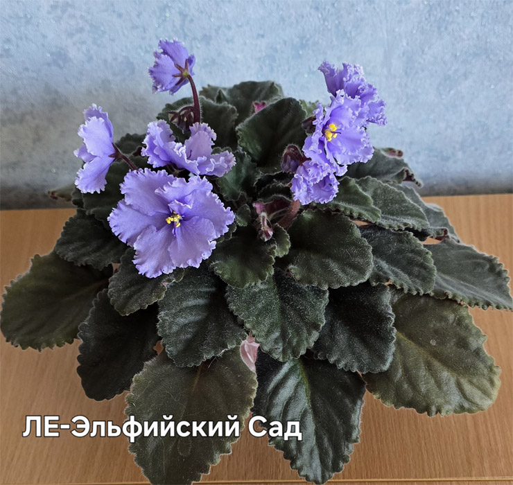 ле-эльф.сад.jpg
