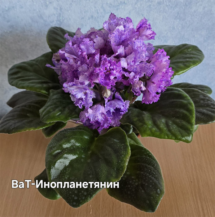 ват-инопланетянин.jpg