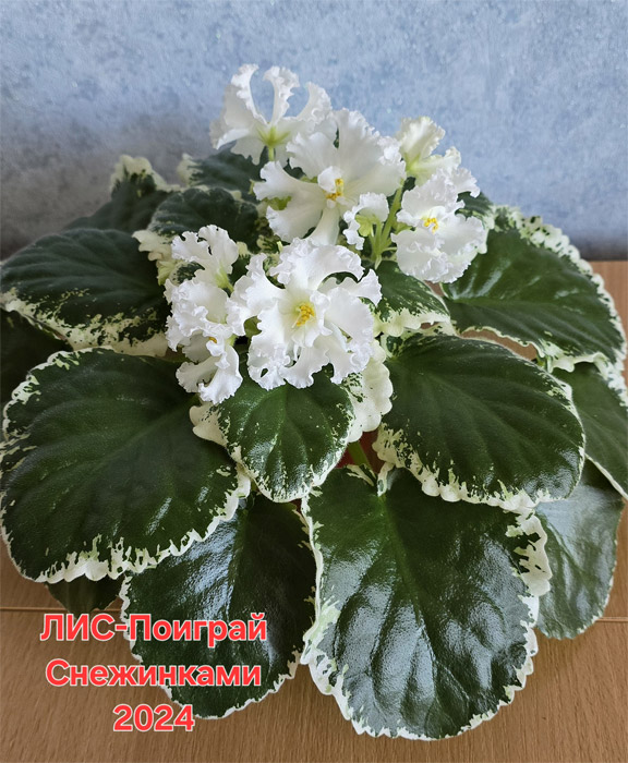 лис-поиграй-снежинками.jpg