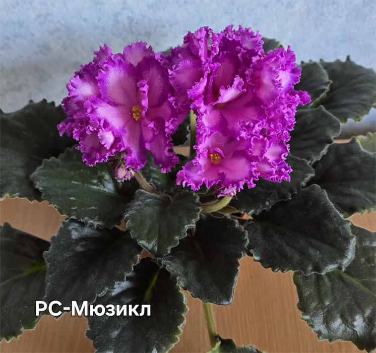 рс-мюзикл.jpg