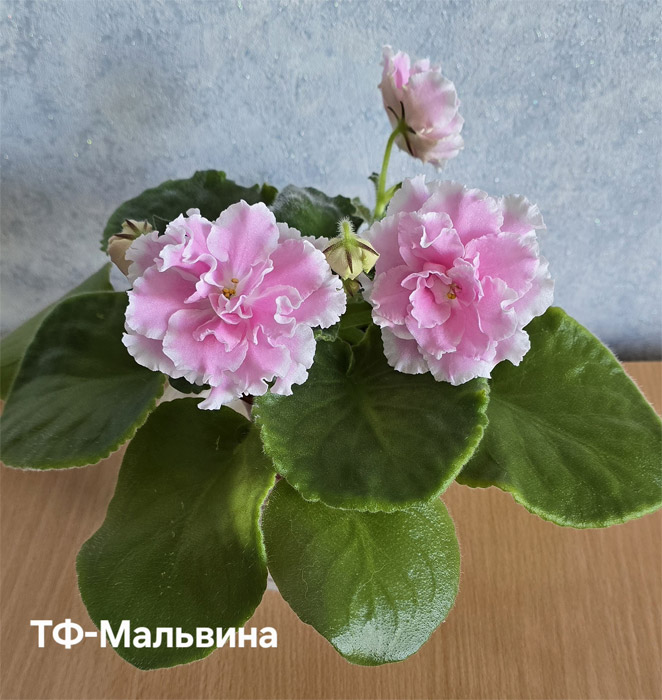 тф-мальвина.jpg