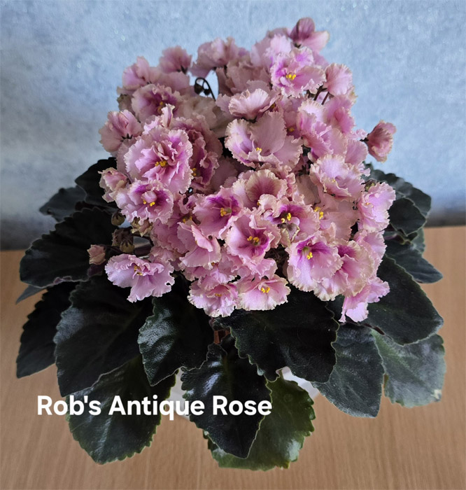 robs-antique-rose.jpg