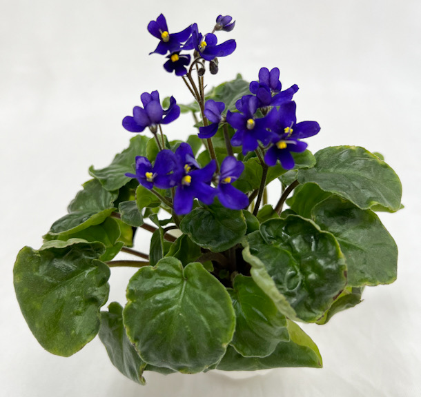 S. orbicularis var. Purpurea / колл. Н.Старостенко