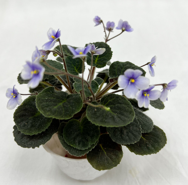 S.ionanthus subsp. velutinus lite / колл. Н.Старостенко
