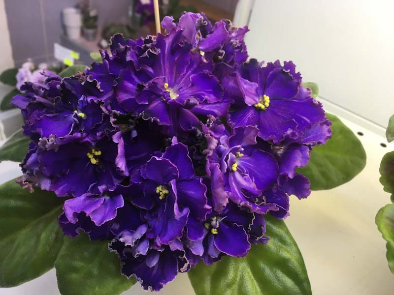 Репкина РС-Стихия (новинка).jpg
