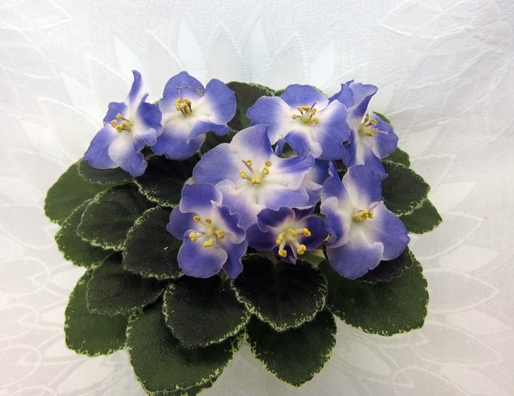Shirl's-Hawaiian-Lei_.jpg