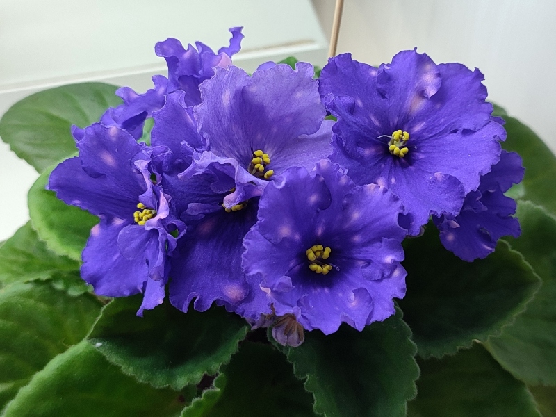 Данилина РС-Мироздание.jpg