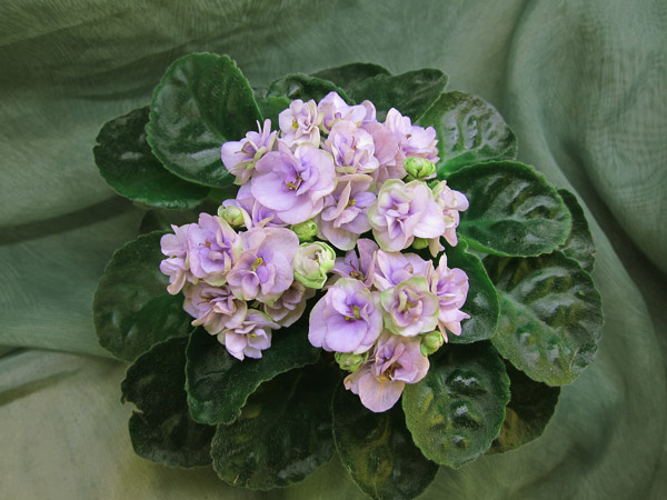 Cupid`s Jewel
