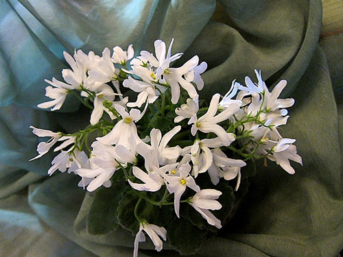 Lunar Lily White