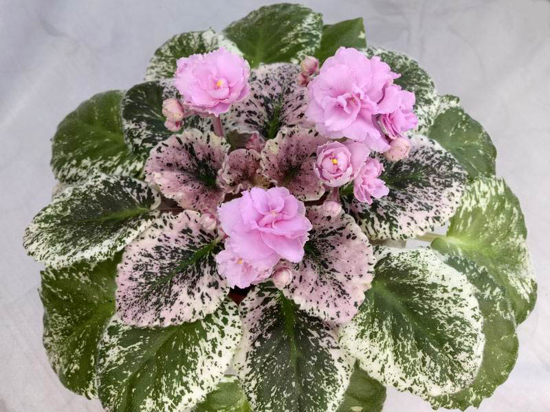 Rose Bouquet.jpg