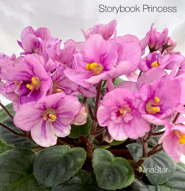 Storybook Princess