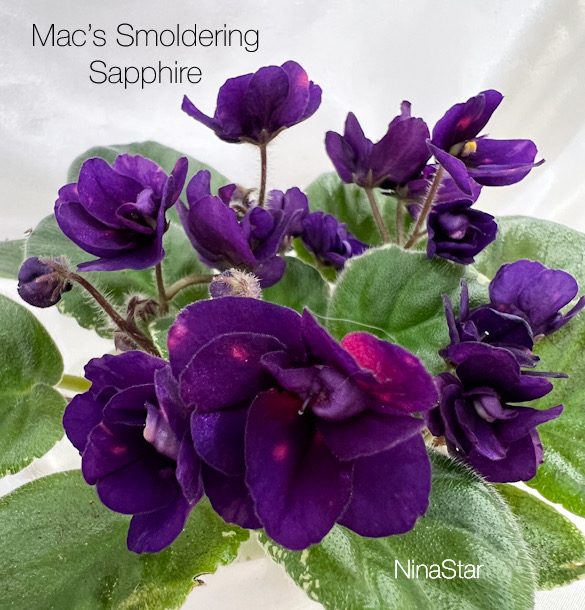 Mac’s Smoldering Sapphire