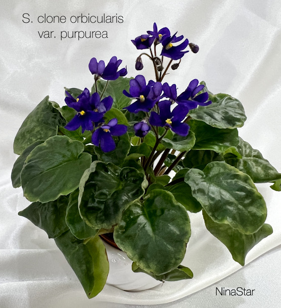 S. clone orbicularis var. purpurea