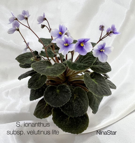 S. ionanthus subsp. velutinus lite