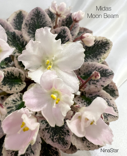 Midas Moon Beam