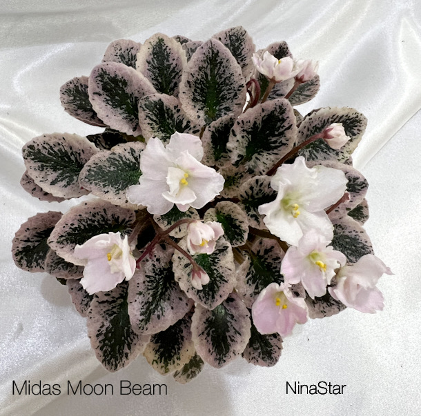 Midas Moon Beam