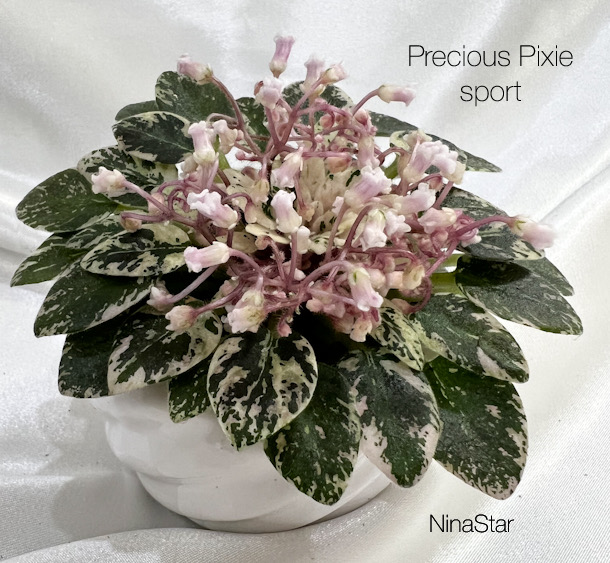 Precious Pixie sport