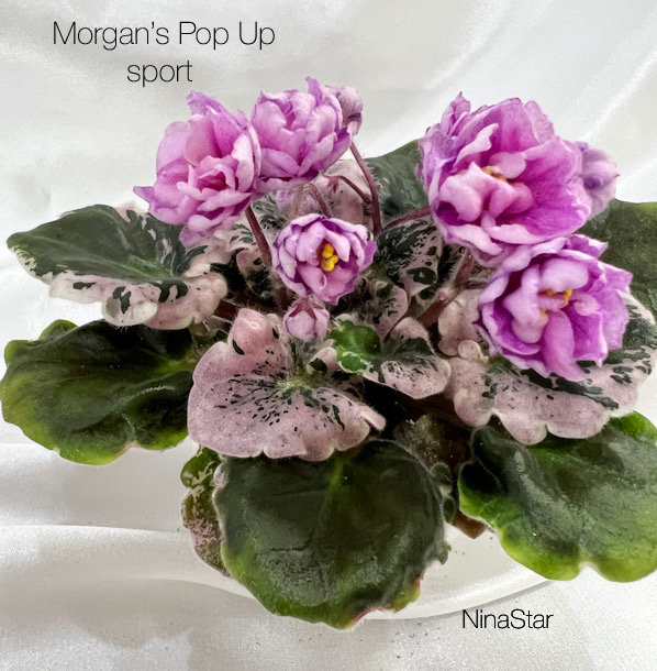 Morgan’s Pop Up sport