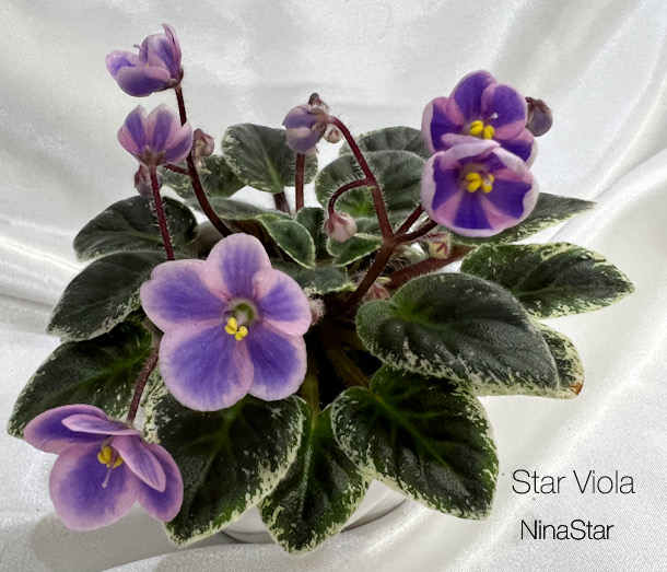 Star Viola