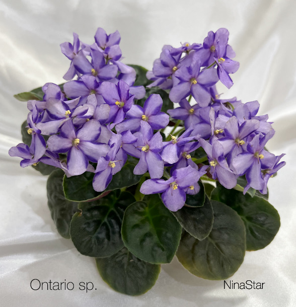 Ontario sp.