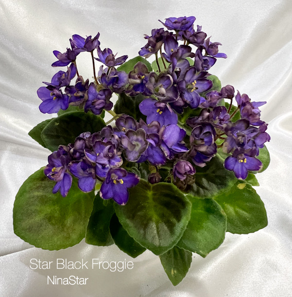 Star Black Froggie