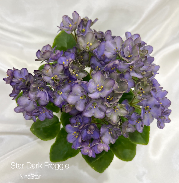 Star Dark Froggie