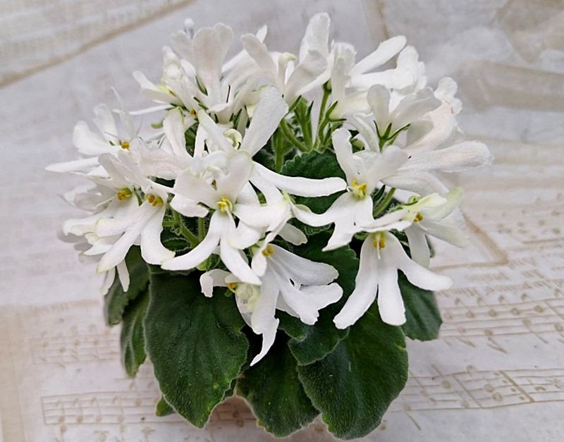 Lunar Lily white.jpg