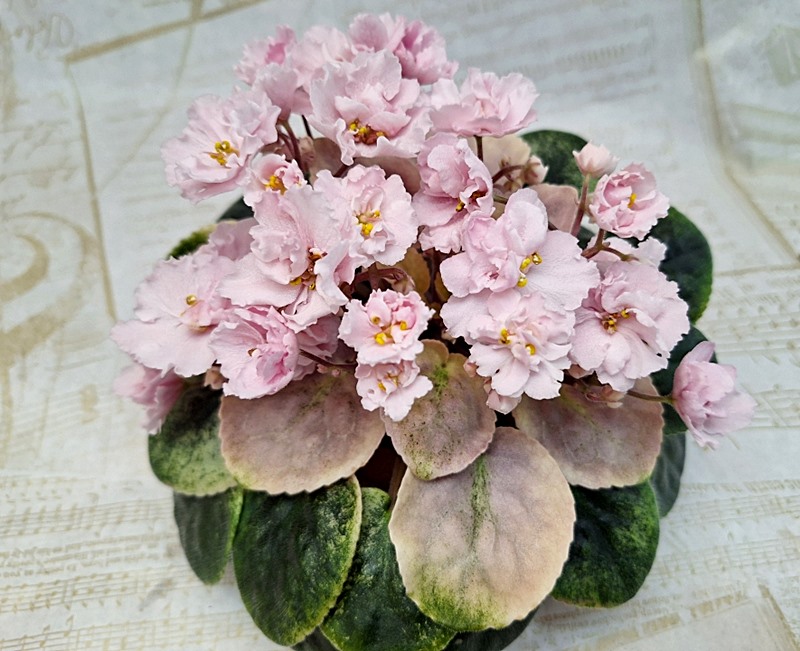 НК-Spring.jpg