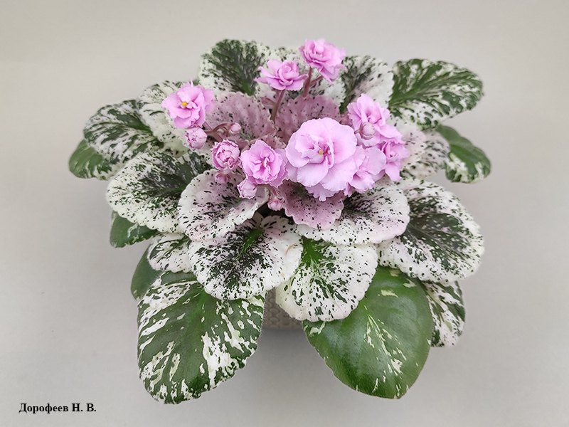 Rose Bouquet