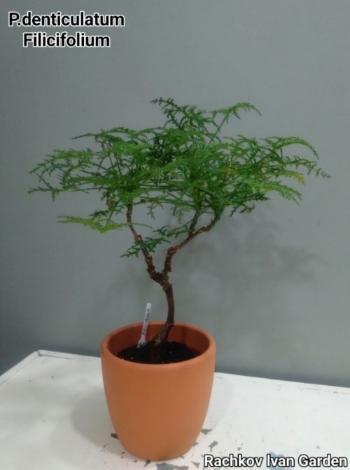 Denticulatum Filicifolium