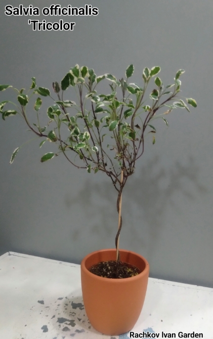 DSC_2320~4_copy_421x670.jpg