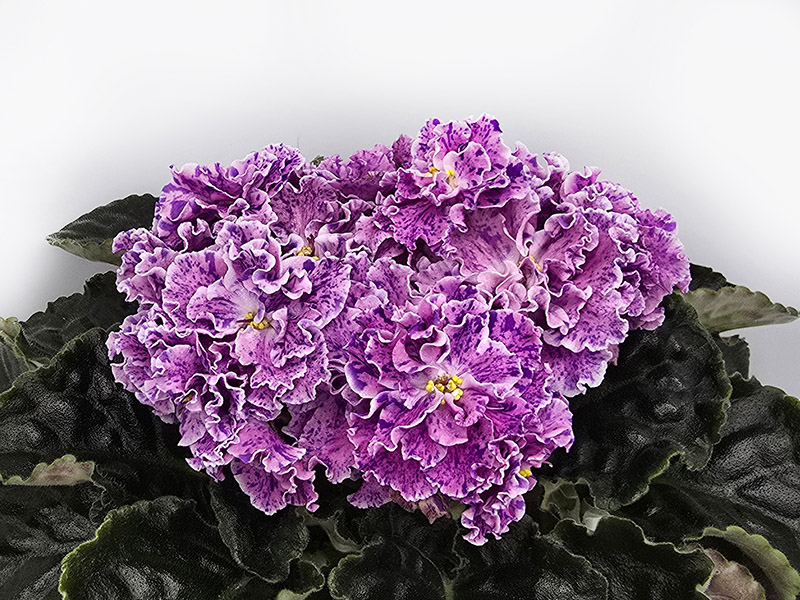 ЛЕ-Розмари.jpg