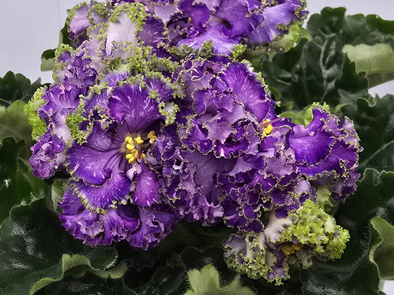 ГЕА-Альбатрос.jpg