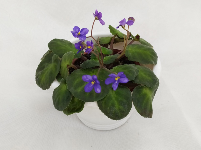 S. brevipilosa.jpg