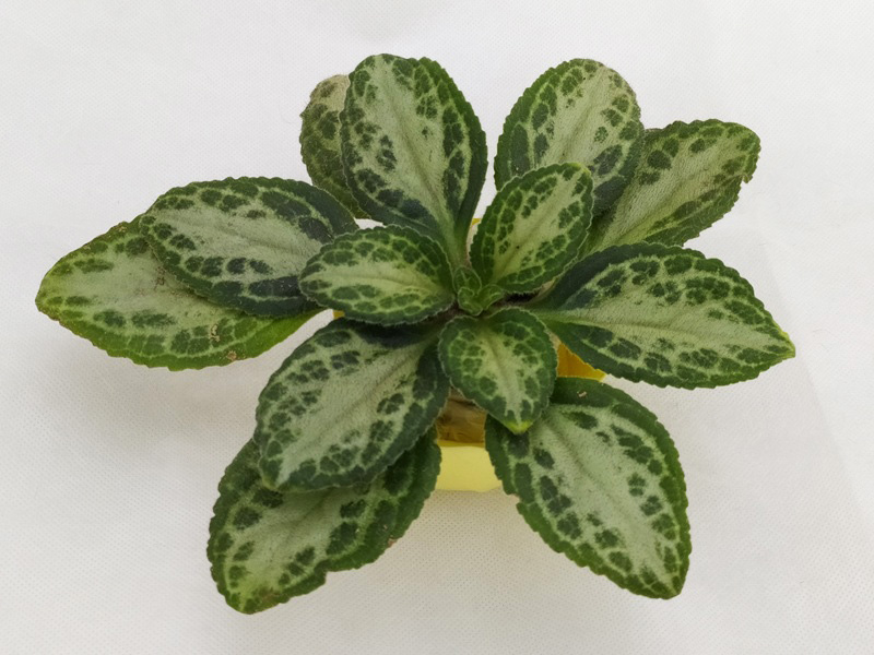 Примулина Patina.jpg