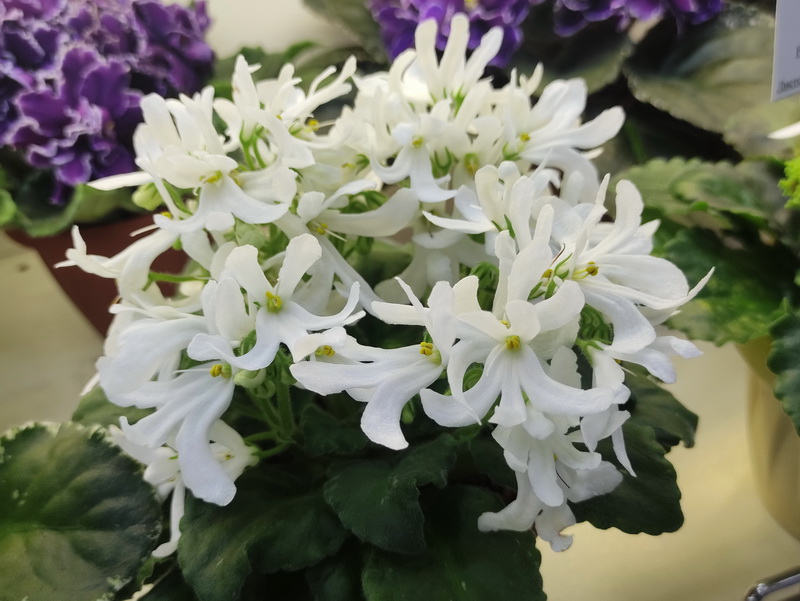 Lunar LiLy White