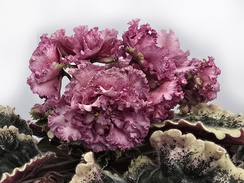 МТ-Vintage Rose.jpg