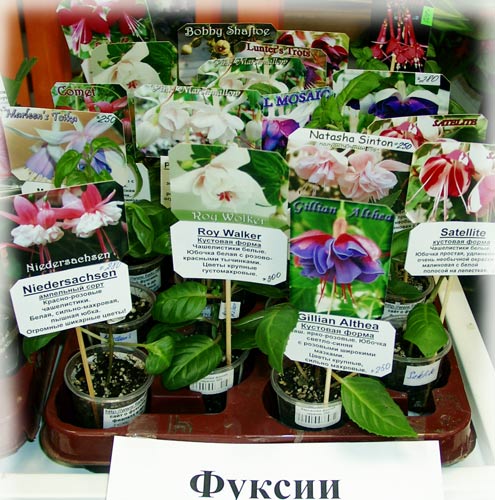 fuchsia.jpg