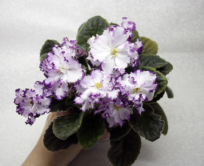 осирис.jpg
