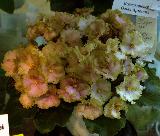 Rob`s Antique Rose.jpg