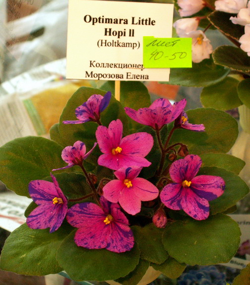 Мини.jpg